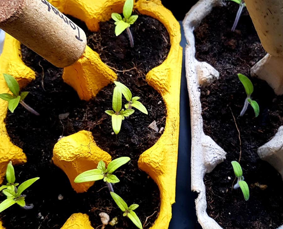 Eierbecher als Töpfe für Setzlinge