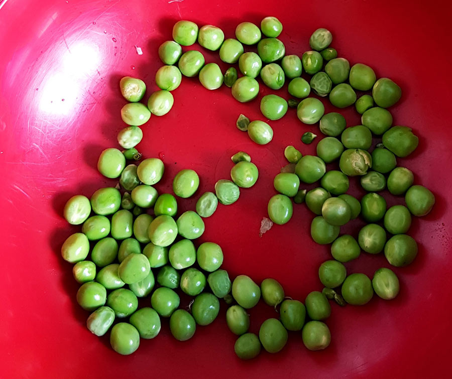 Erbsen-Ernte, die eher klein war