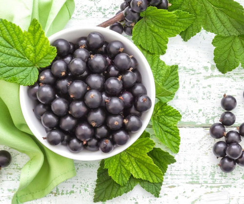 Schwarze Johannisbeere